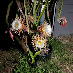 Dragon Fruit Plants(Cuttings)