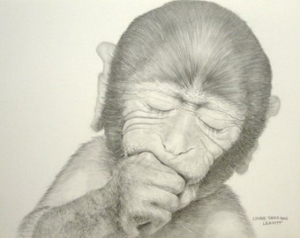 Barbary Macaque Baby