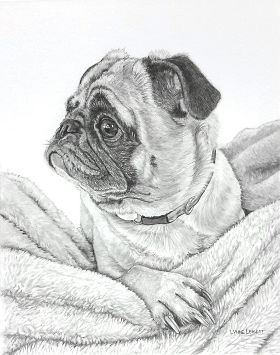 Pet portrait Custom pencil portrait pug dog pet commission