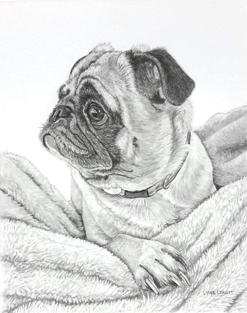 Pet portrait Custom pencil portrait pug dog pet commission