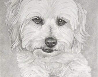 Pet portrait Custom Order Pencil portrait