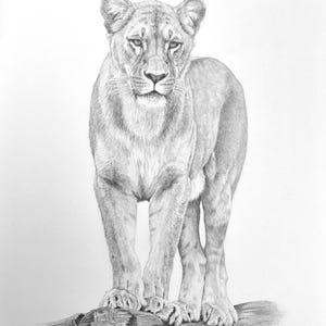 Fine art original drawing lion