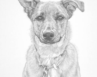 Pet portrait pencil portrait