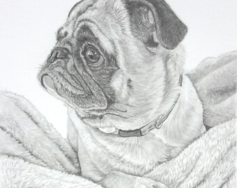 Pet portrait Custom pencil portrait pug dog pet commission