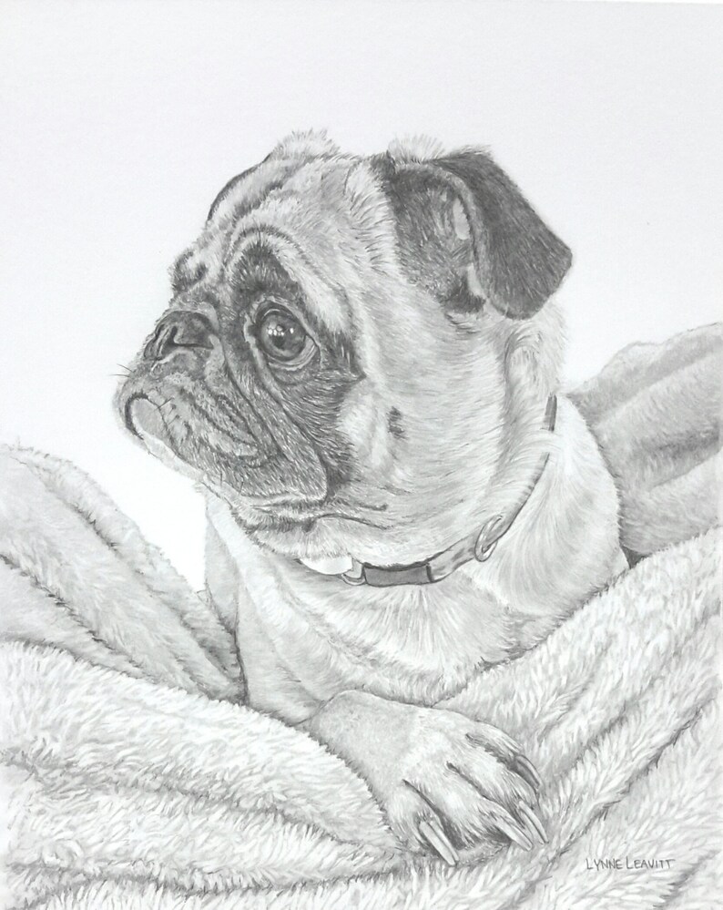 Pet portrait Custom pencil portrait pug dog pet commission