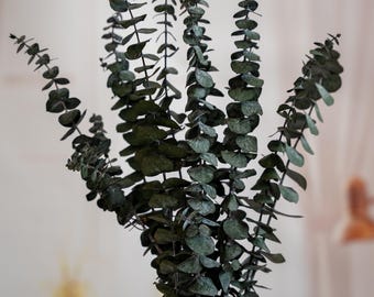 Preserved Silver Dollar Eucalyptus Branches: Natural Home Decor, 19.6&quot;