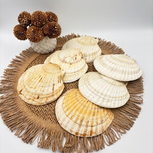 Puede incluir: Una colección de seis conchas de vieira naturales con texturas estriadas y variaciones de color crema, tostado y marrón. Las conchas están dispuestas en grupo, acompañadas de un pequeño jarrón blanco texturizado con flores secas.
