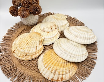 Naturliga pilgrimsmusslor, set om 6 – Snäckor för ugnsbakning, skaldjurspresentation, bordsdekoration vid havet
