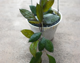 Hoya Kalimantan Mini Coin Splash - NOT Rooted Cutting - Etsy