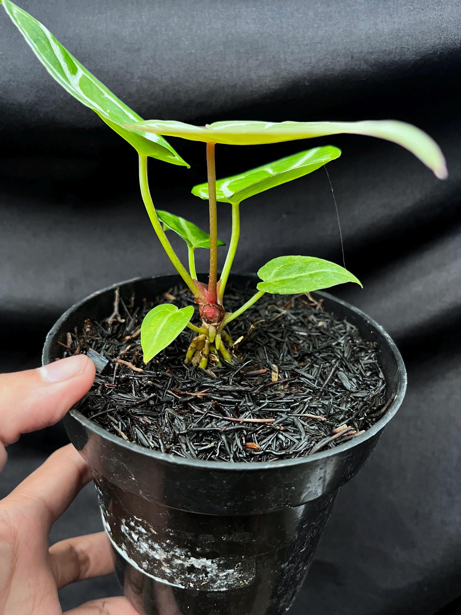 Anthurium Dorayaki X King of Spades - Etsy
