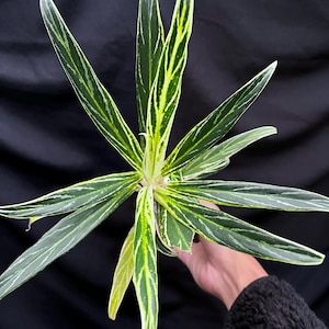 Aglaonema Bamboo