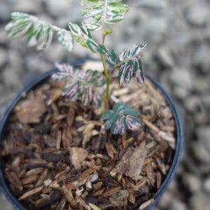 Phyllanthus Niruri Pink Variegated