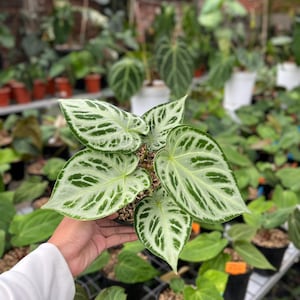 Anthurium Silver Tiger - Etsy