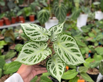 P*a様 Anthurium.Antolakii × carlablackiae Anthurium antolakii x carlablackiae. Release Friday 2/16 at 9AM