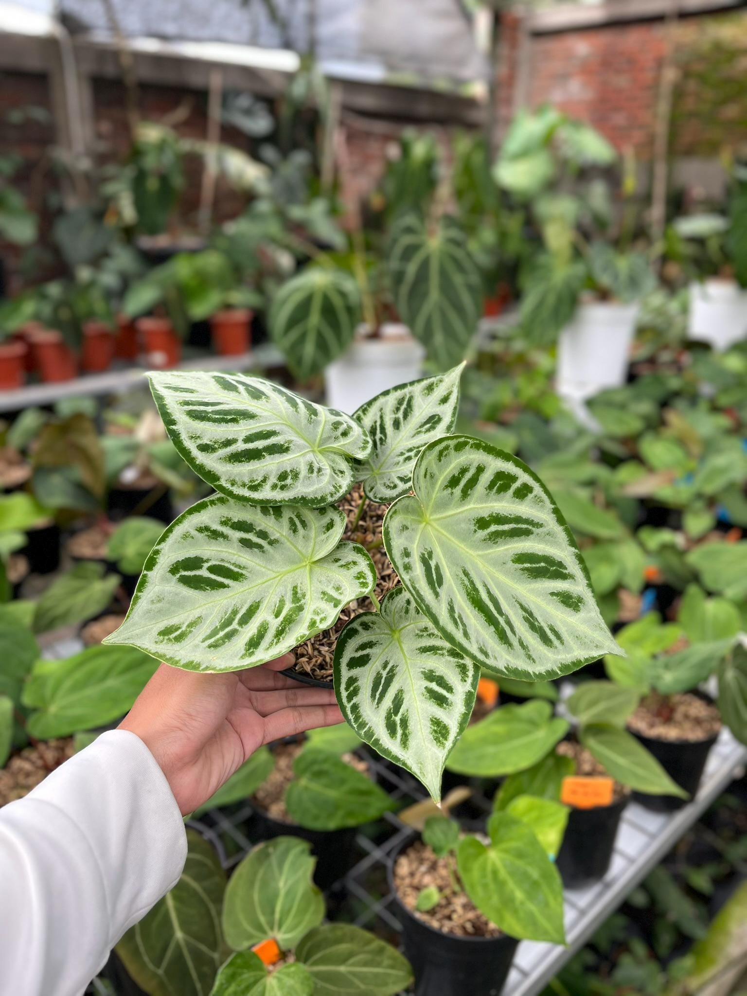 Anthurium Silver Tiger - Etsy