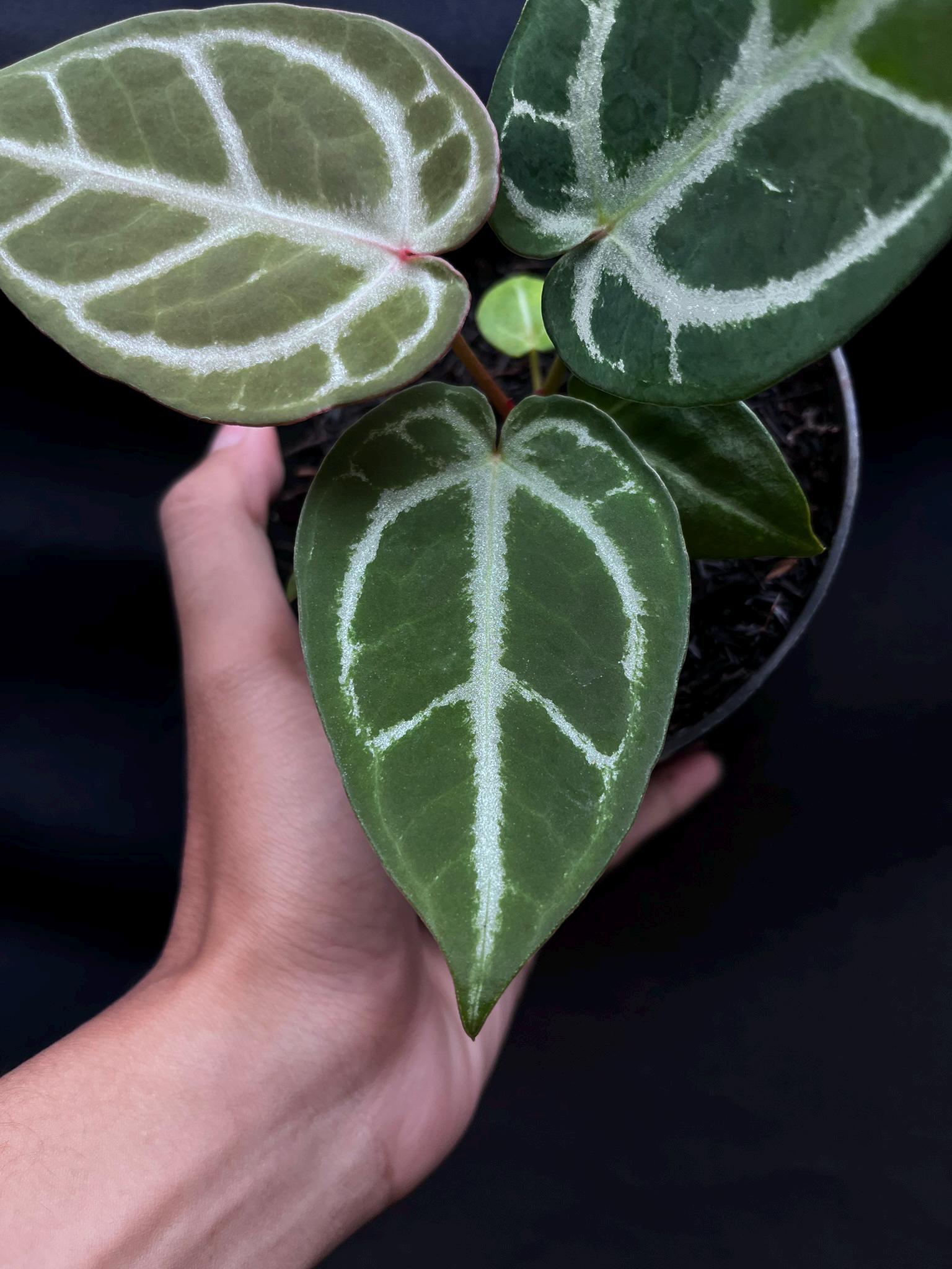 Anthurium Dorayaki X King of Spades - Etsy