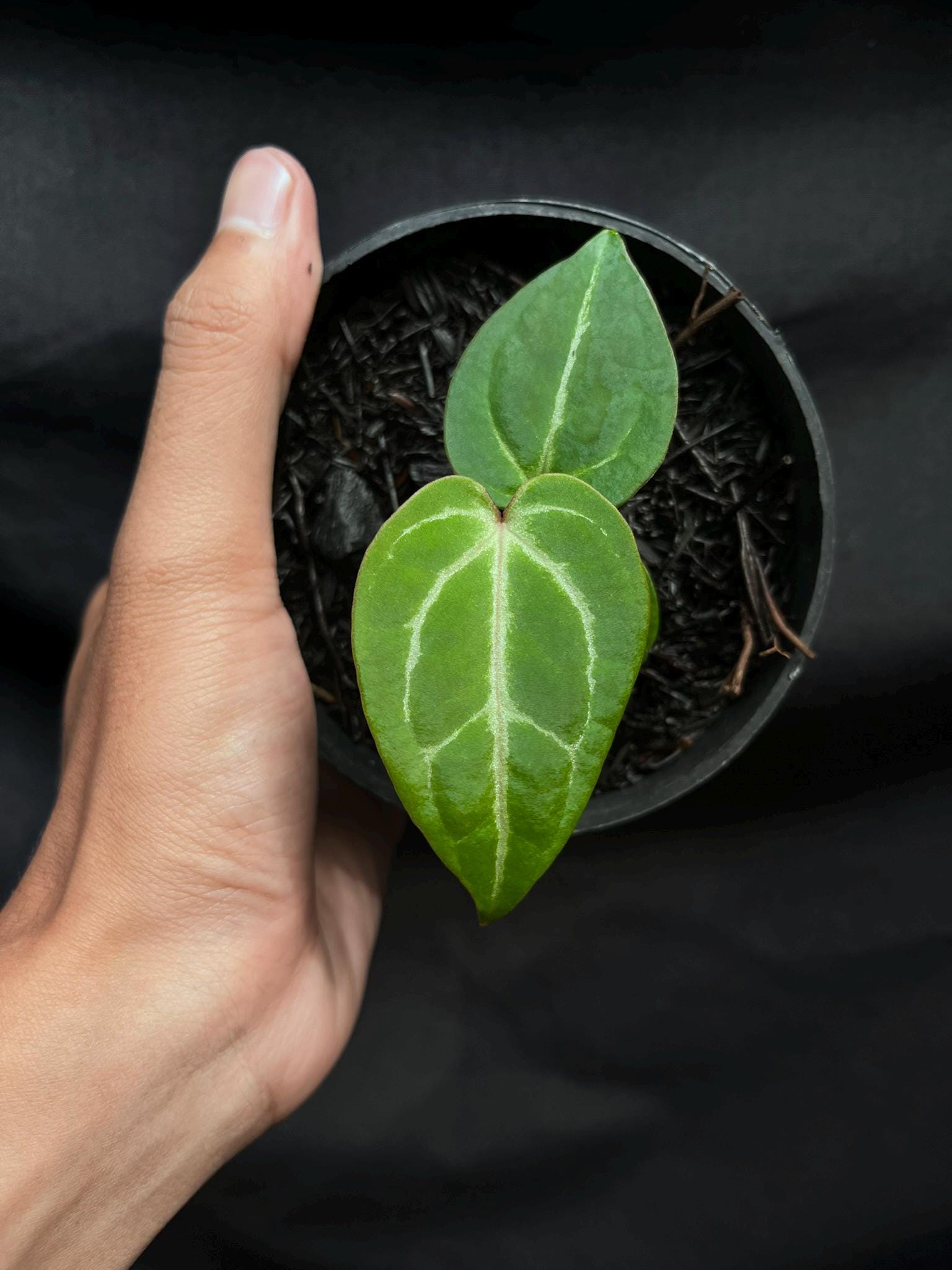 Anthurium Pink Lemonade - Etsy