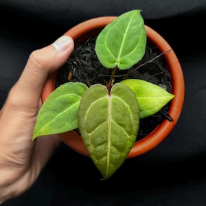 Anthurium Dorayaki X Luxurians