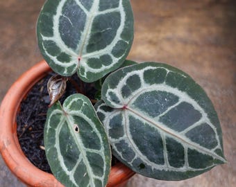 アンスリウム　シルバータイガー アンスリウム シルバータイガー ② | BA PLants