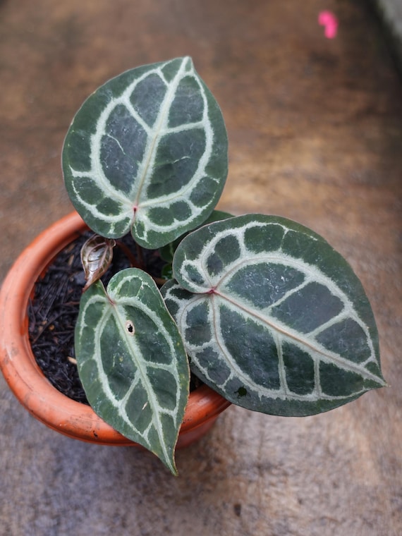 アンスリウム レッドタイガー(HajiUrih) アンスリウム レッドタイガー(HajiUrih) Anthurium Red Tiger From Mr