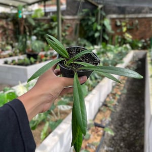Hoya Sulawesiana