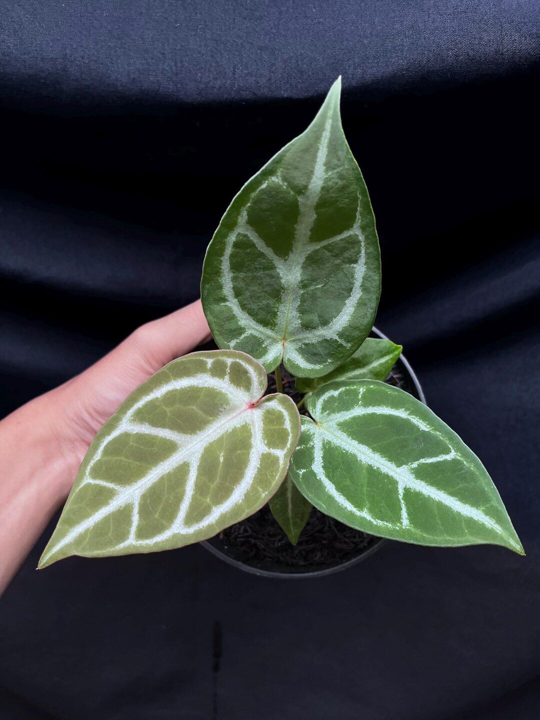ガーランド(﹡ˆ︶ˆ﹡)♬* Anthurium Dorayaki X King of Spades - Etsy