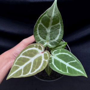 Anthurium Dorayaki X King Of Spades