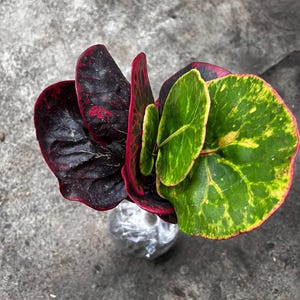Codiaeum variegatum &#39;Croton Apple KLX&#39;