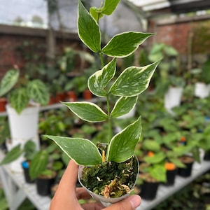 May include: A small potted plant with green leaves edged in white. The plant is held in a clear plastic container filled with moss. The background shows a greenhouse with other plants.