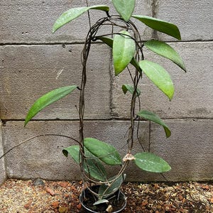 Hoya Towetiensis