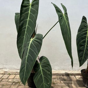 May include: A close-up of a potted plant with large, dark green leaves. The leaves have prominent veins and a slightly lighter green midrib. The plant is set against a white wall and a brick surface.