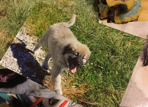 Carte Postale Chien Berger Du Caucase Chiot Caucasien Ovcharka Chiens Animaux Bébés Animaux Cartes Postales Photographie Postcrossing Les