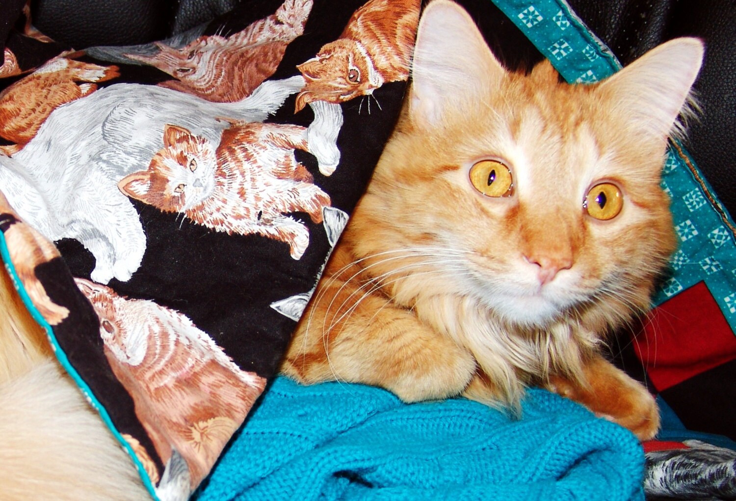 Cat Postcard Apelsin the Orange Cat Photography Postcards ...