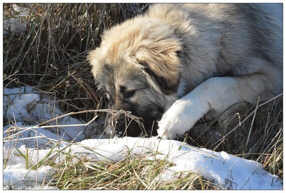Carte Postale Chiens Berger Du Caucase Caucasien Ovcharka Chiot Chien Chiens Animaux De Compagnie Chiens Photographie Art Print Décoration