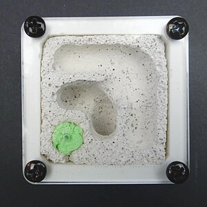 Mini Ytong Ant Nest