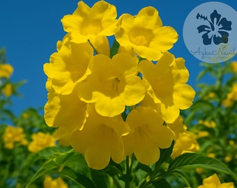 Yellow Bells Esperanza Plant – Tecoma Stans Trumpet Flower Starter Live Plant