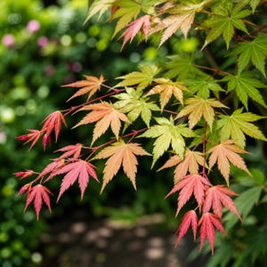 Hot Chana Japanese Maple – Acer palmatum – Color Changing Foliage – Ornamental Tree – Quart Pot