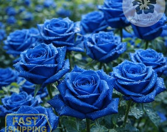 20 Light Blue Rose Seeds – Rare Decorative Garden Rose | Non-gmo