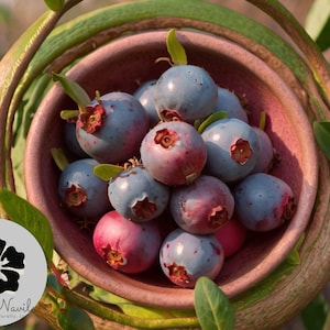 Blueberry ‘Pink Lemonade’ Plant | Rabbiteye Vaccinium | 6-8” Live Shrub with Pink Sweet Berries | Low Chill Fruit Bush