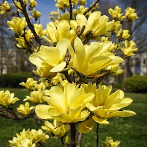 May include: Close-up of a flowering tree with bright yellow blossoms. The flowers have multiple petals and are in full bloom, with a few buds visible. The tree's branches are visible against a backdrop of green grass and a blue sky.