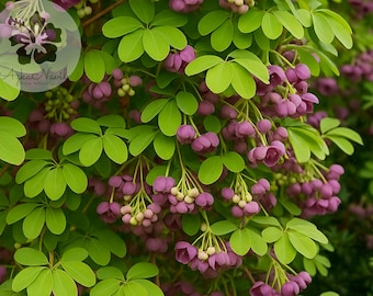 Chocolate Vine Akebia Quinata Live Plant: Fragrant Edible Foliage