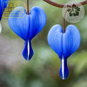 May include: Close-up of two vibrant blue bleeding heart flowers, each with a heart-shaped bloom and a white stripe. The flowers hang from delicate stems against a blurred green background. The image includes the text "FAST SHIPPING USA SELLER".