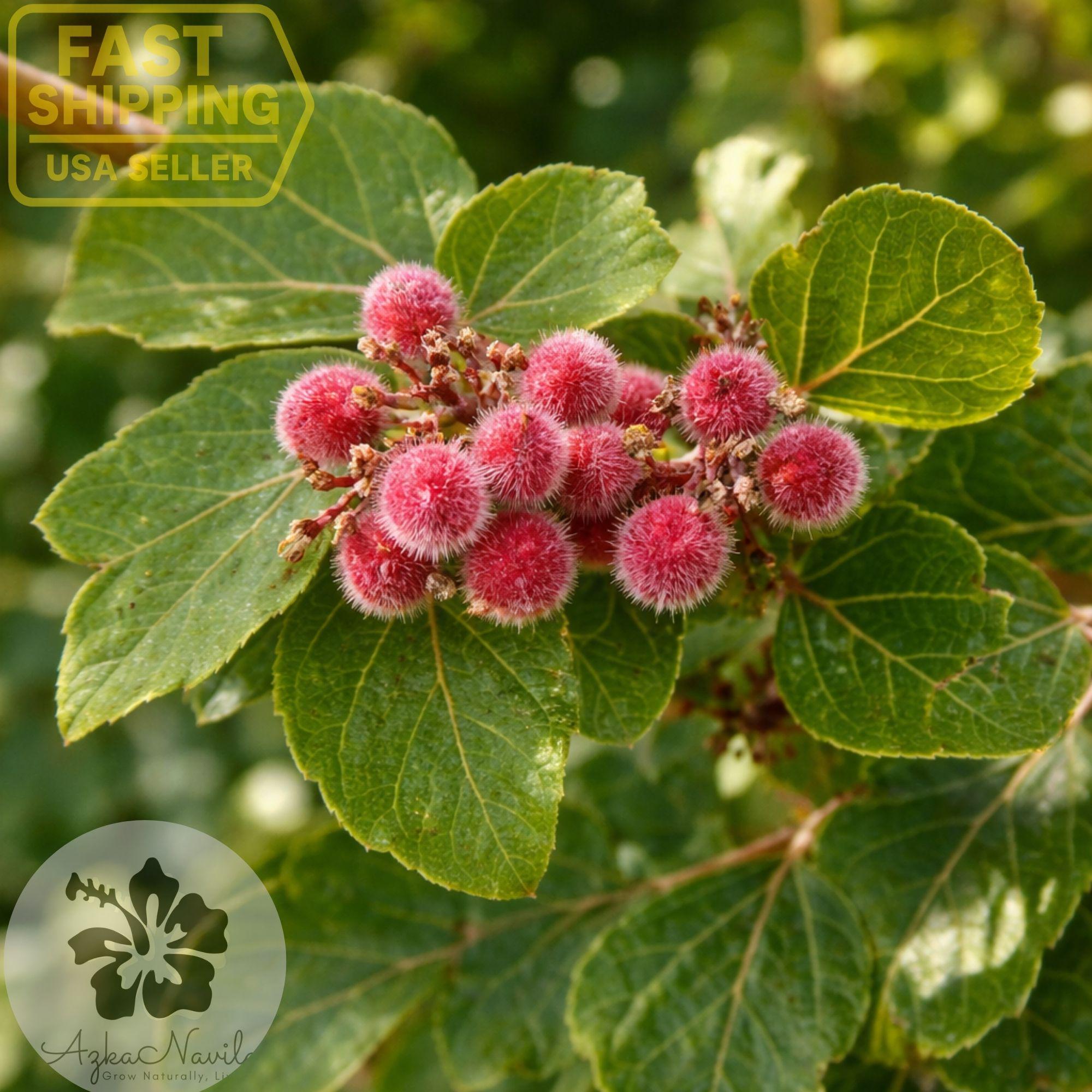 Gro Low Sumac Plant – Fragrant Sumac Rhus Aromatica – Red Berry ...