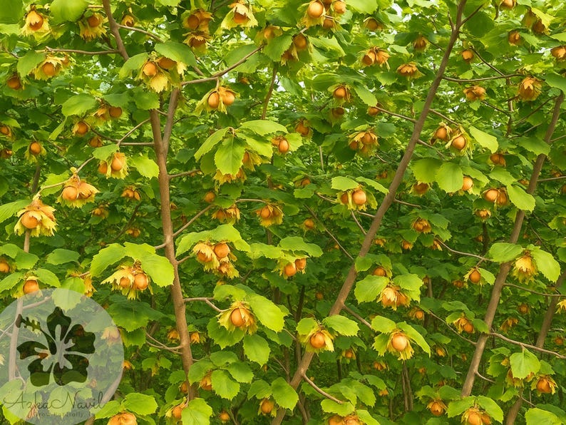 European Hazelnut Tree Seeds 4+ Corylus avellana Edible Nut Hardy