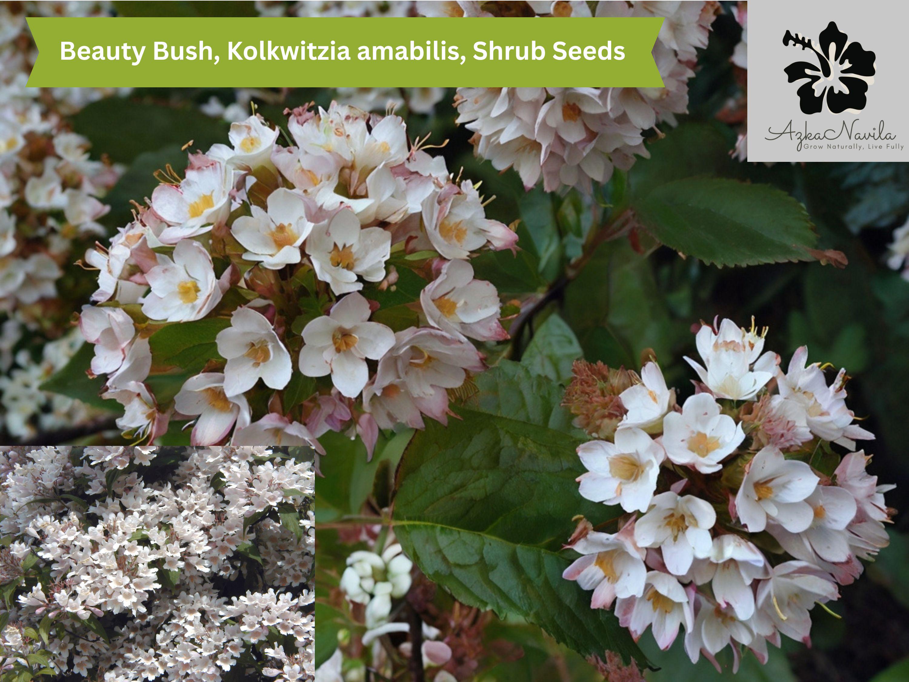 Beauty Bush Shrub 20 Seeds | Kolkwitzia amabilis | Fast Growing, Hardy, Pink Flowers, Fall Color, Drought Tolerant, Easy to Grow Gardening