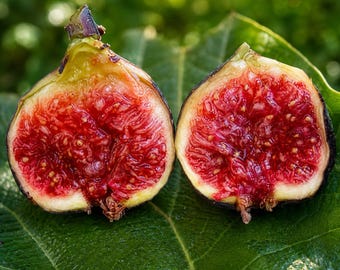 Dwarf Fig Tree - Fignomenal Live Starter Plant - Patio & Indoor Growing