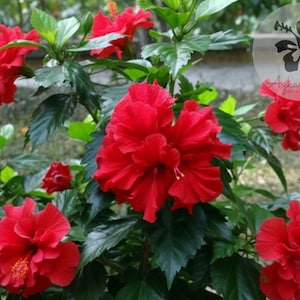 2 Double Red Hibiscus Starter Plants Live Tropical Shrubs 5–7” Tall