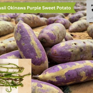 Hawaii Okinawa Purple Sweet Potato 10+ Slips | No Roots No Leaves | Grow from Cuttings | Heirloom Variety | Non-GMO | Fast Growing Starter