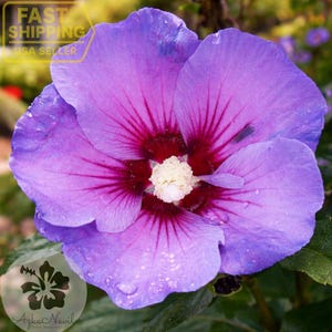 May include: Close-up of a vibrant purple flower with a deep red center and a creamy white stamen. The petals display delicate veining and water droplets. The flower is in full bloom, showcasing its intricate details. The image also includes the text "FAST SHIPPING USA SELLER".