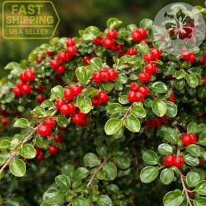 May include: Close-up of a vibrant green plant with small, rounded leaves and clusters of bright red berries. The plant has a dense, bushy appearance, with the berries adding a pop of color against the green foliage. The image is well-lit, highlighting the textures and details of the plant.